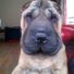 Confucian