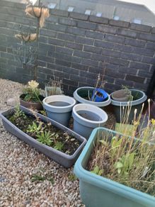 Plant pots