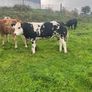 Super Overdose heifer for sale Image 4