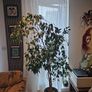 house plant Image 3