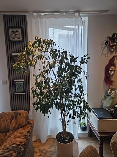 house plant