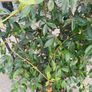 Evergreen jasmine pleached 4ft+ Image 2