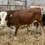 20 smashing blue bull Weanlings Image 7