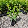 Portuguese laurel Hedging Image 3