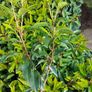 Portuguese Laurel Image 8