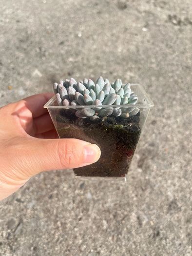 plant
