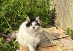 senior cat for adoption