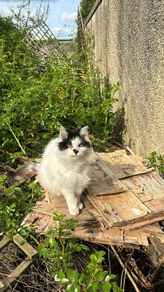 senior cat for adoption