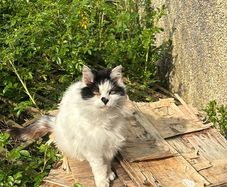 senior cat for adoption
