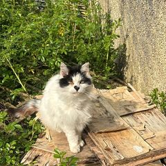 senior cat for adoption