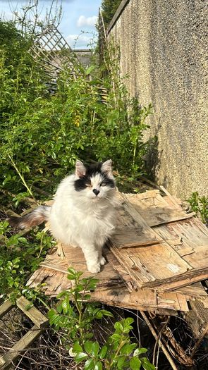senior cat for adoption