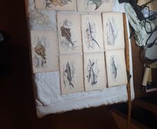 Vintage fish prints