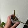 Philodendron Squamiferum Image 3