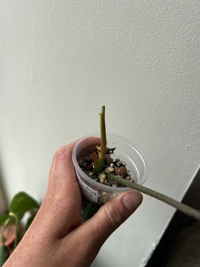 Philodendron Squamiferum