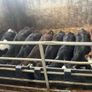Calfs off milk Image 2