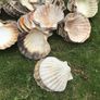 sea shells cupped Image 3