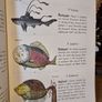 Codex Seraphinus Image 4
