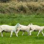 Easy care easycare organic rams & ewe, ram lambs Image 3