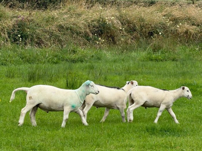 Easy care organic 3 hogget rams & ewe & ram lambs