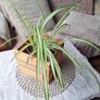 Spider Plant in Wooden Planter Image 7