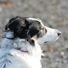 moon_dog