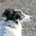 moon_dog