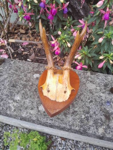 vintage hunting trophy