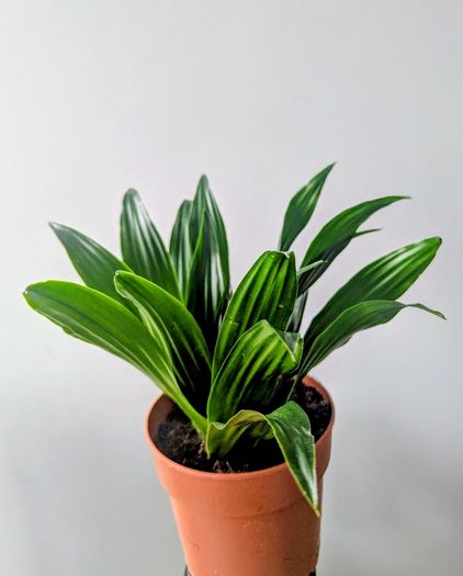 Dracaena Compacta Plant