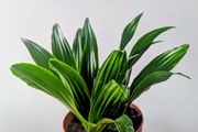 Dracaena Compacta Plant