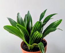 Dracaena Compacta Plant