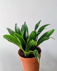 Dracaena Compacta Plant