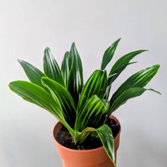 Dracaena Compacta Plant