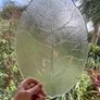 Pair of vintage Arcoroc Aspen Leaf Glass Platters / Plates, Mid century French Dishes Image 5