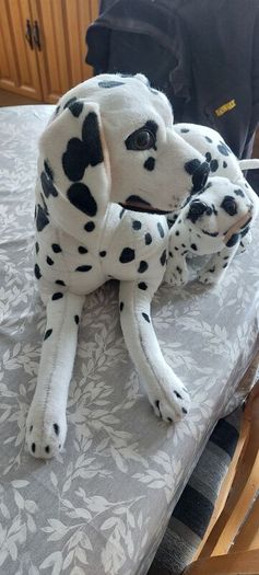 dogs teddy