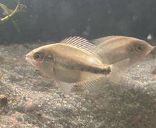 4 veija synspillum