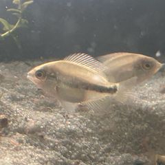 4 veija synspillum