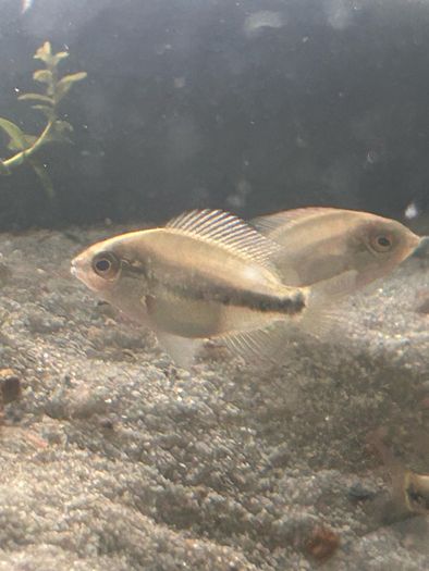 4 veija synspillum
