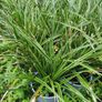 Portugeuse Laurel Hedging Image 10