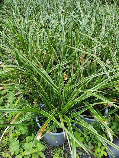 Portugeuse Laurel Hedging