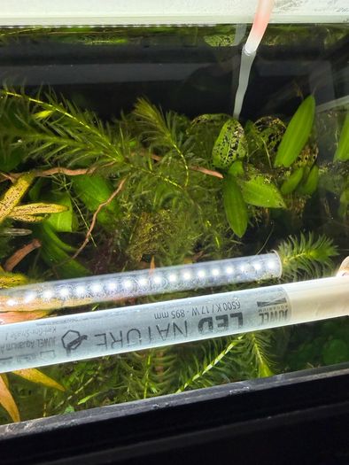 Fish Tank Plants