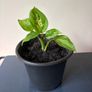 Plant Image 6