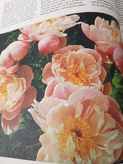 vintage new book flowers for everywhere 1974