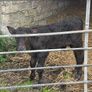 Aberdeen Angus Bull Calf Image 2