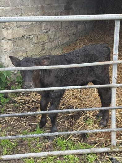 Aberdeen Angus Bull Calf