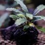 Bucephalandra Plant on Lava Rock Image 4