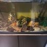 fish tank Image 5