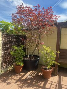 Red robin tree and extra large pot