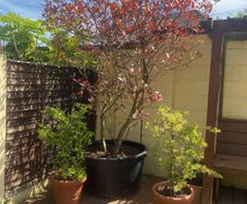 Red robin tree and extra large pot