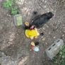 chicks Image 3