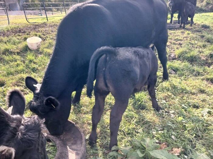 3 AA first calvers